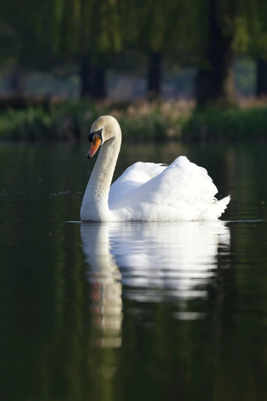 a white swan floating on top of water