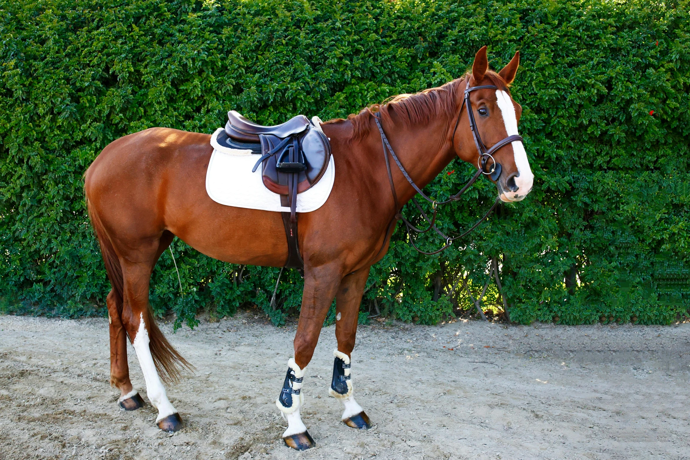 a brown horse standing next to a large green hedge