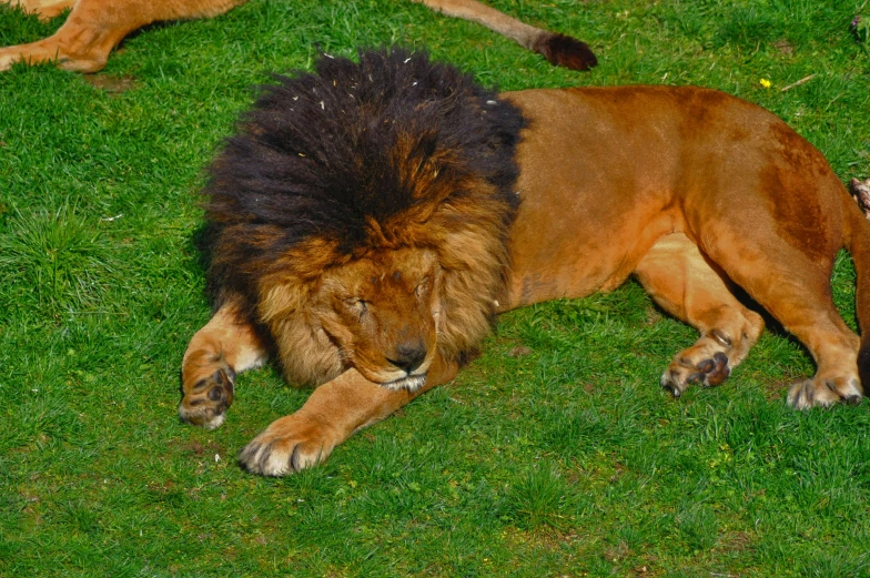 a lion laying on the grass with its head behind it's head