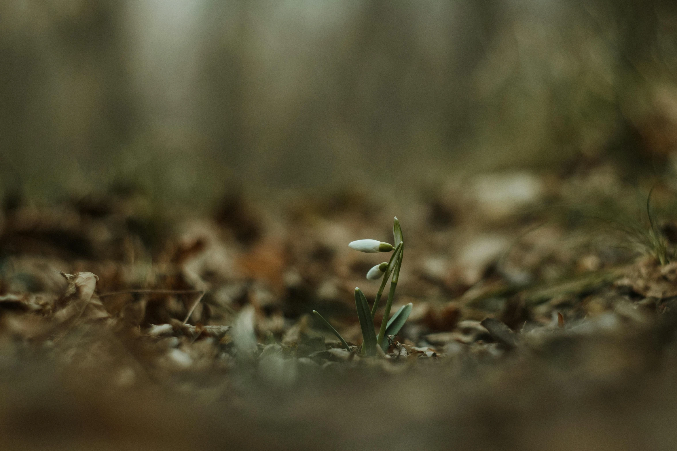 small plant growing in dirt in a forest