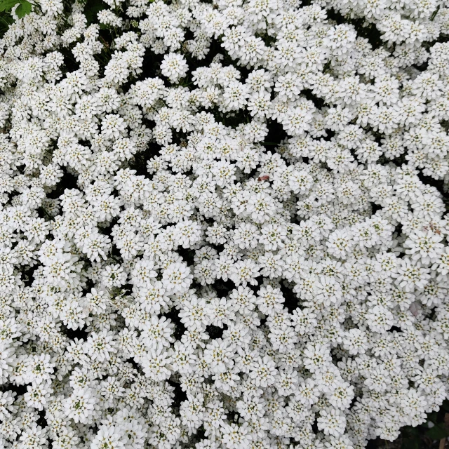 several large white flowers on top of a green plant