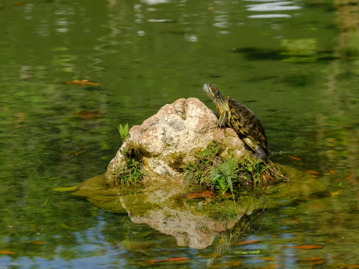 a turtle is sitting on top of a rock in the water