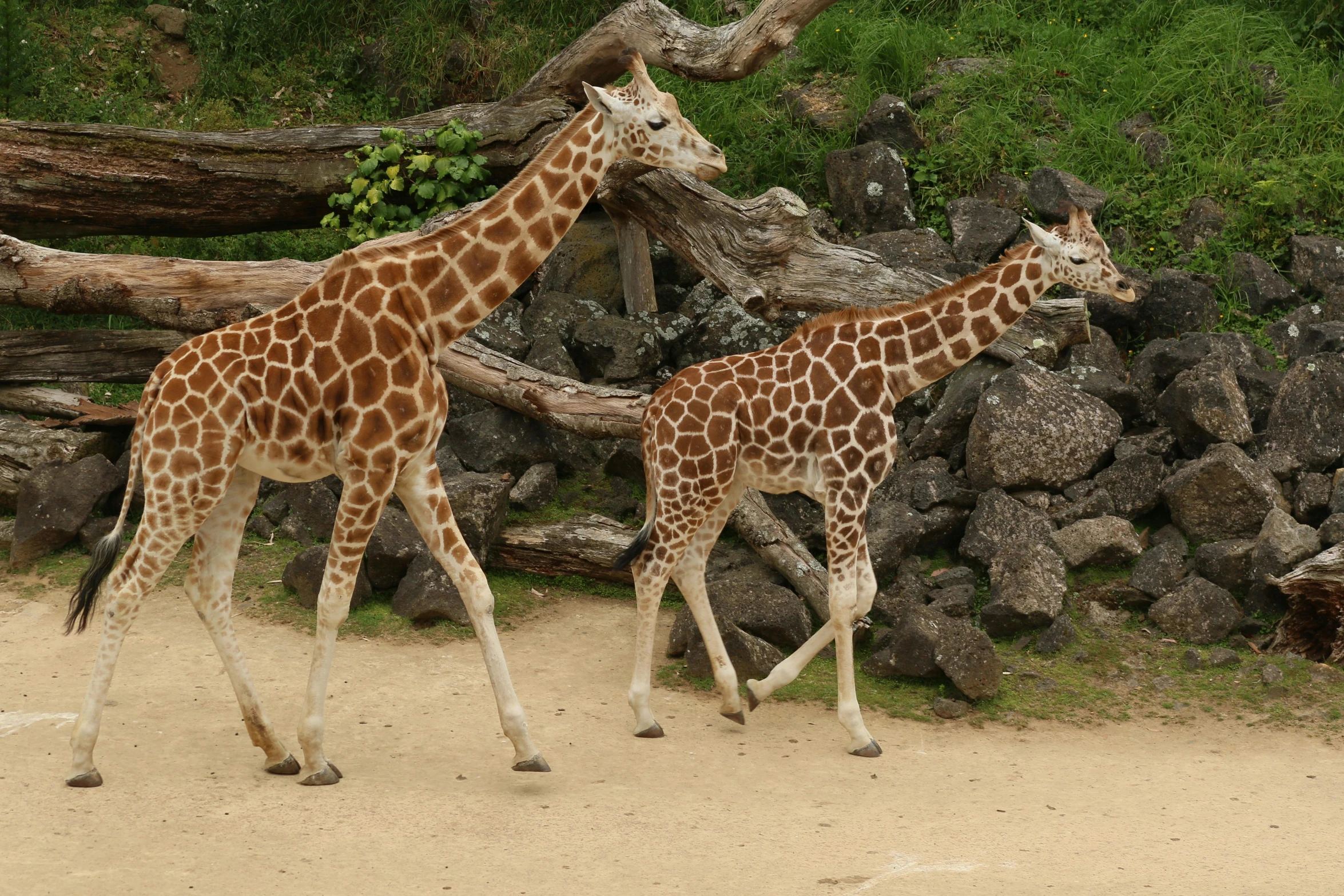 two giraffes walking past a pile of rocks