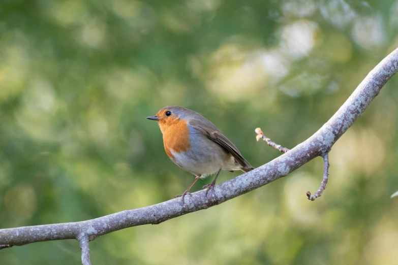 a small bird sitting on top of a tree nch