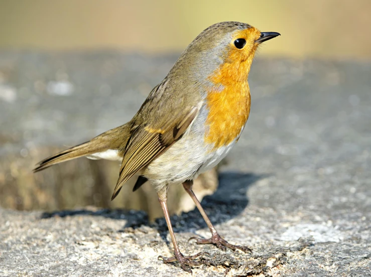 a bird with a yellow on the face