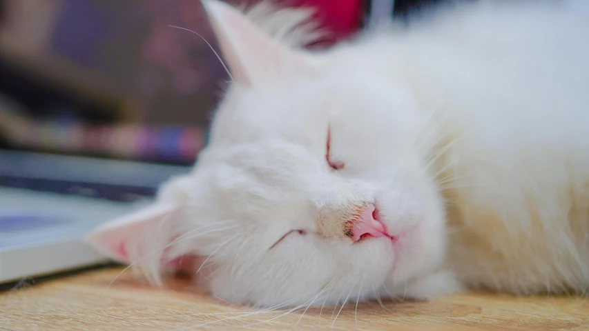 a close up view of a white cat sleeping