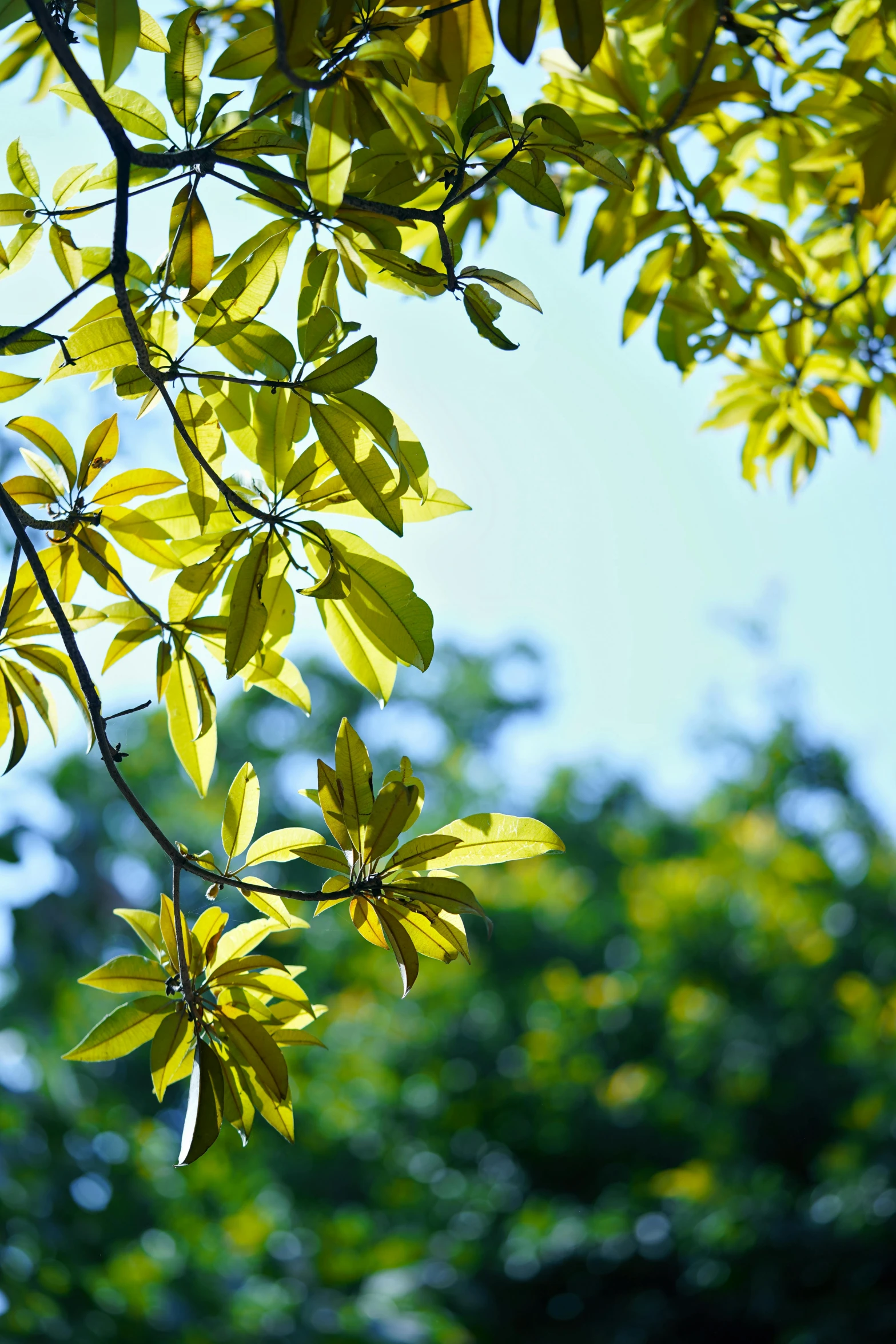 a yellow leafy tree nch with green leaves