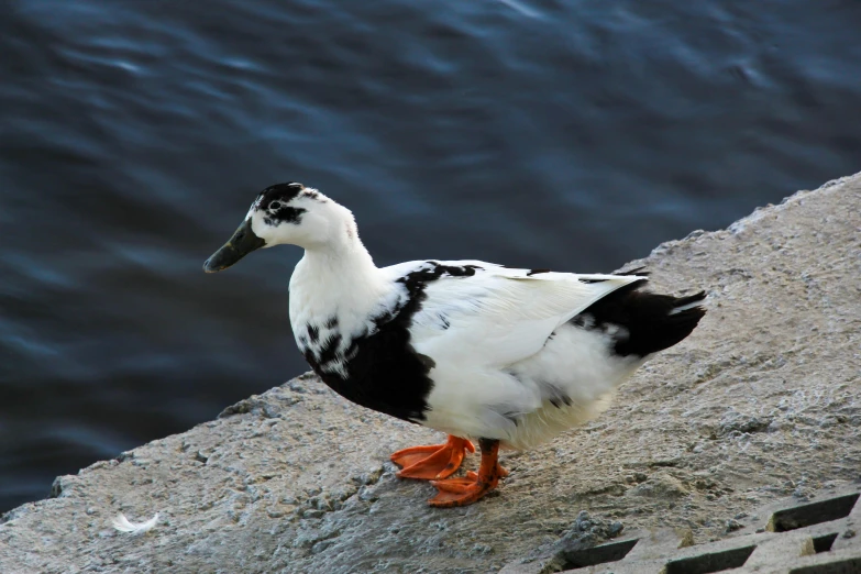 a close up of a bird on a rock near water