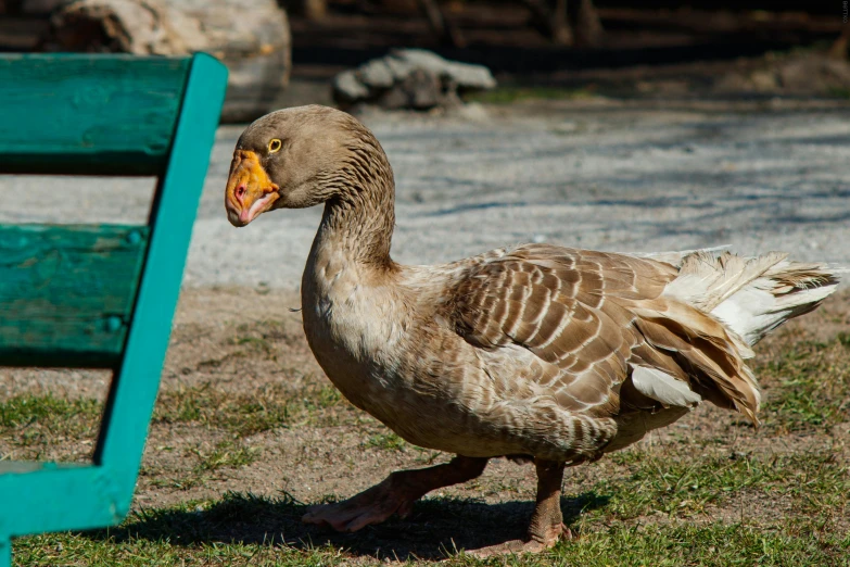 a brown and white duck standing on top of grass