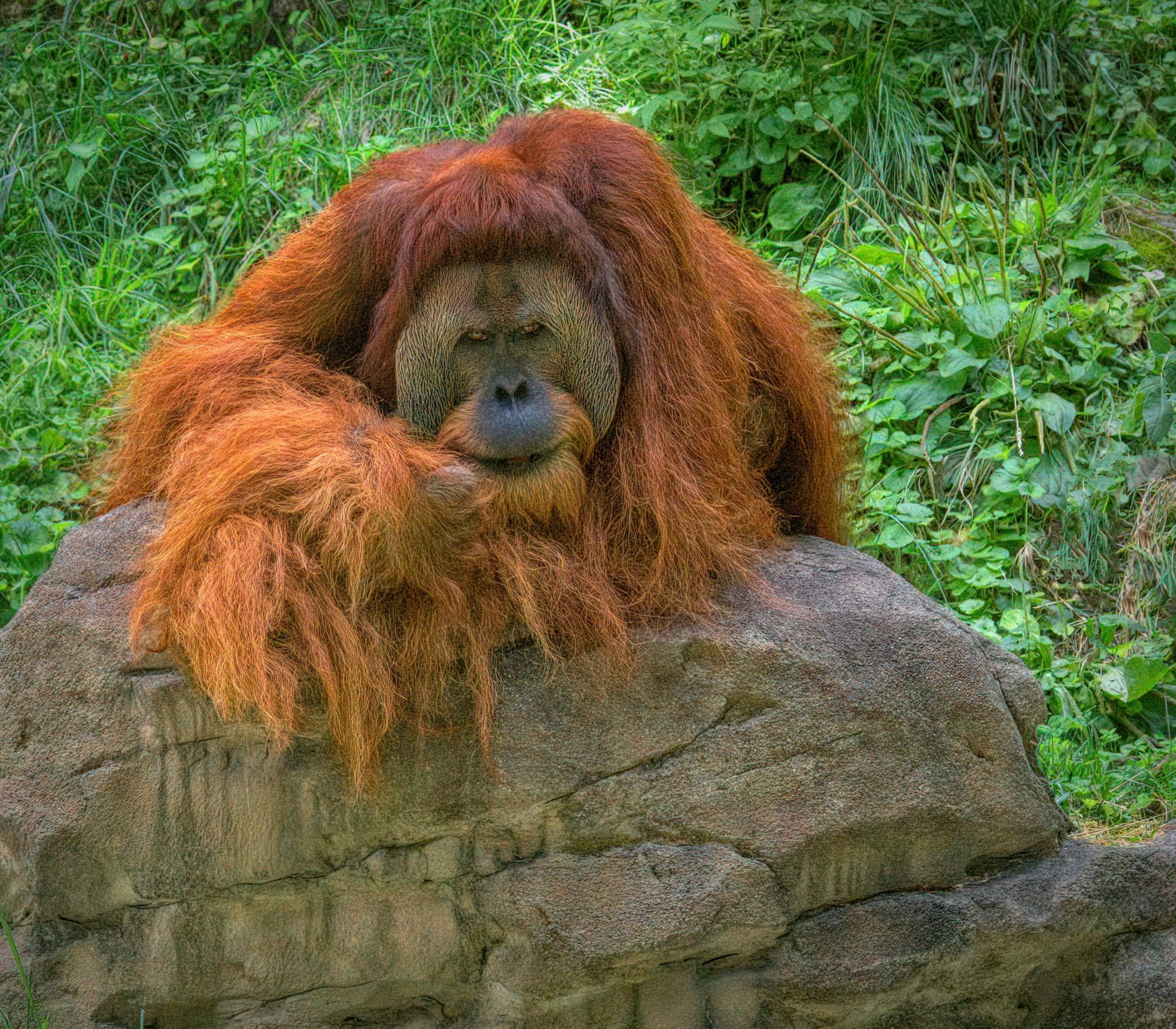 an orange animal laying on top of a rock