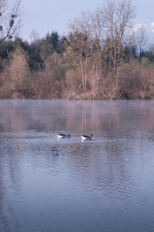 some ducks swimming in the water by some trees