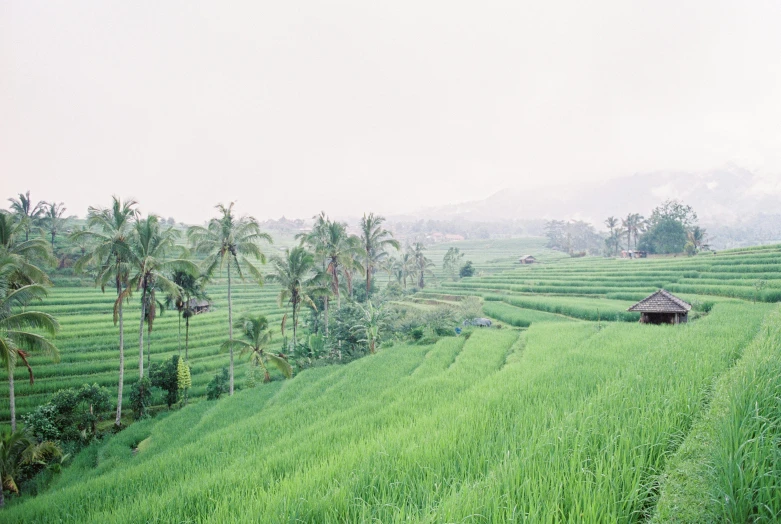 there is a green field with palm trees in it