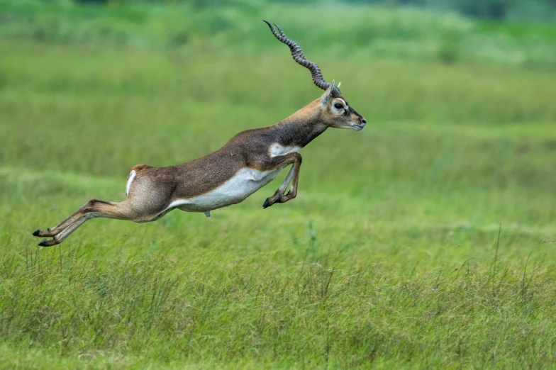 an antelope jumping over the grass to reach for food