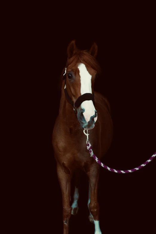 a small brown and white horse standing on a black floor