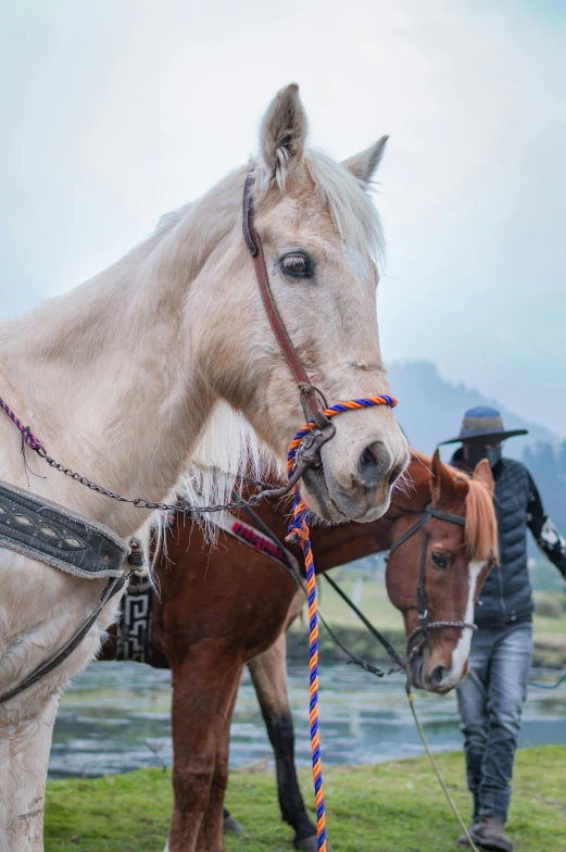 a woman is standing by two horses, each with his bridle tied to his horse