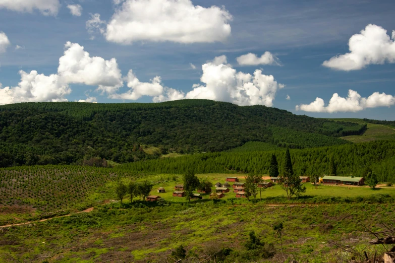 a green field with grass and trees on it