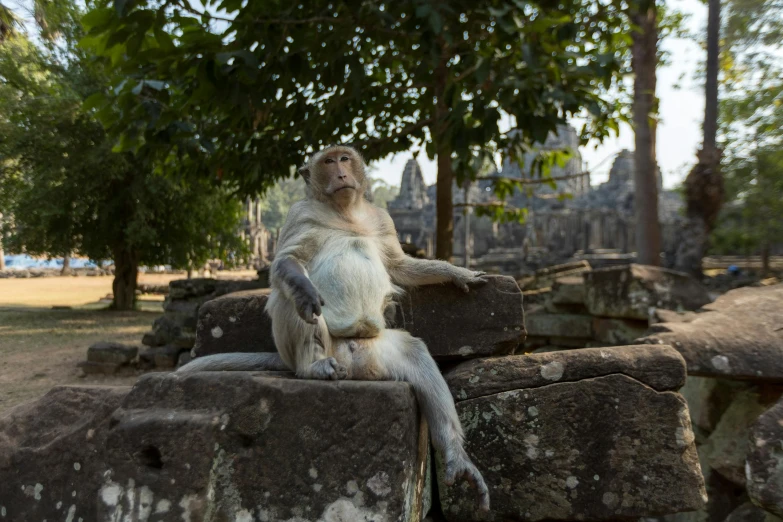 a very cute monkey on some rocks by the trees