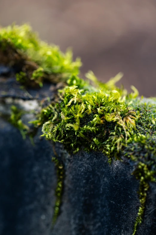 small grass is growing on a large piece of fabric