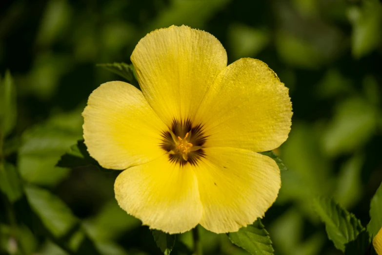 there is a small flower in a field of greenery