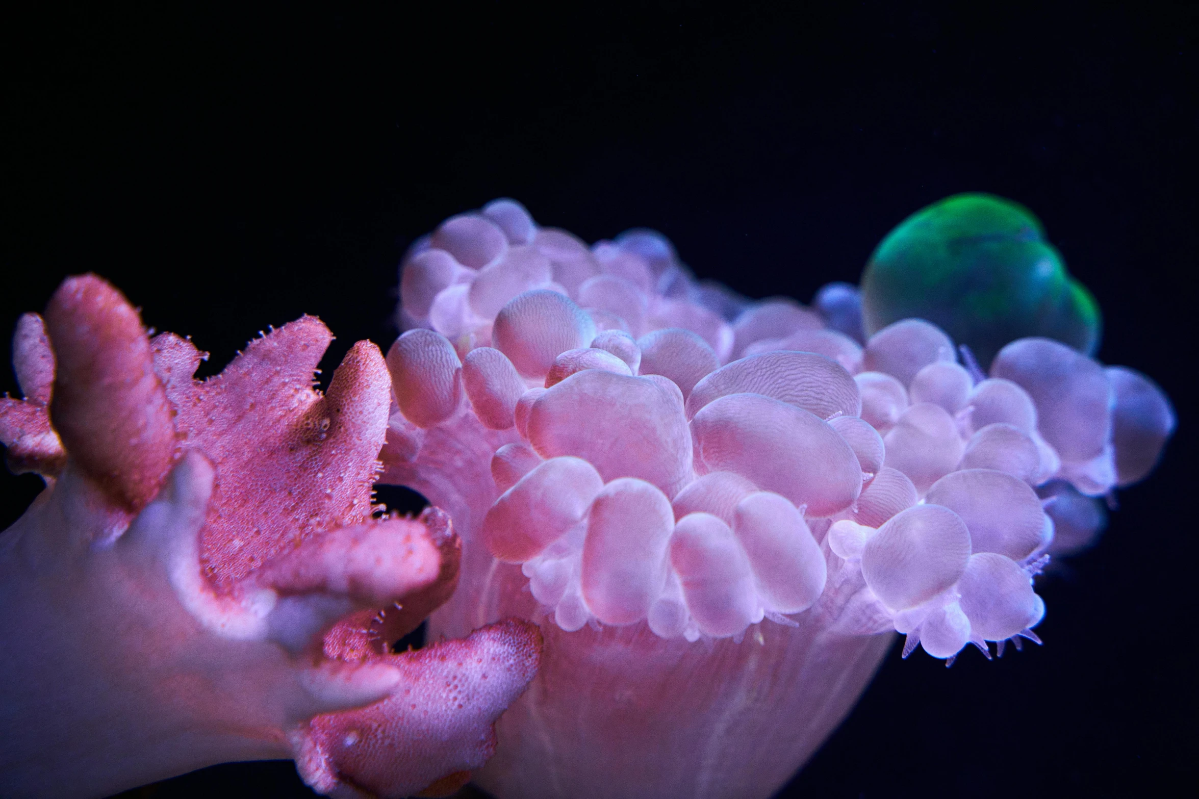 an orange and green jelly fish sitting on top of a pink sponge