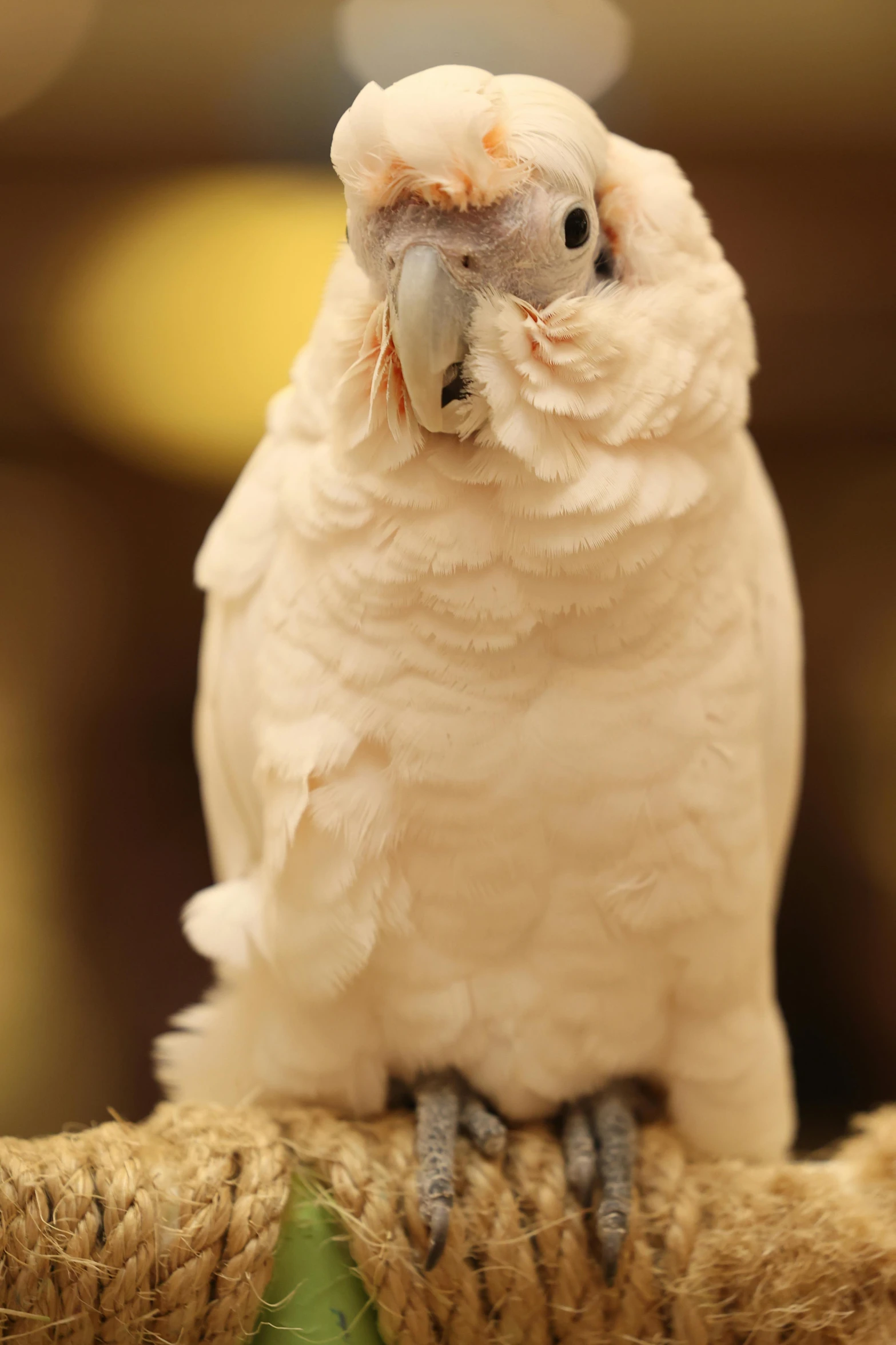 a white bird sitting on the top of a rope