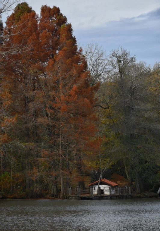 the trees that are full of leaves near the water