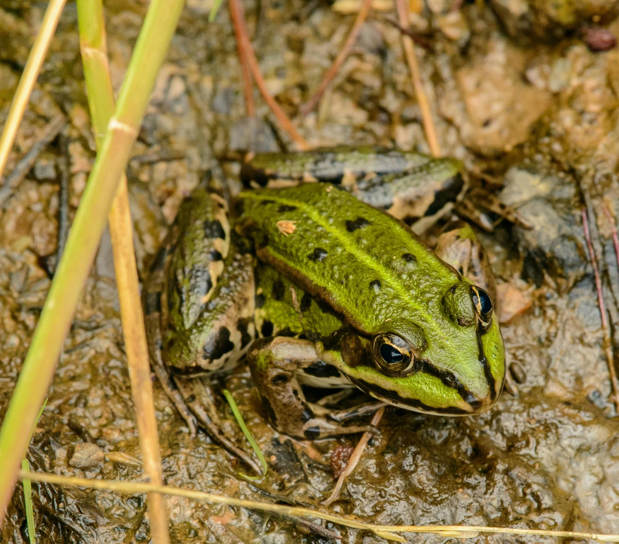 the frog is in the water near a plant