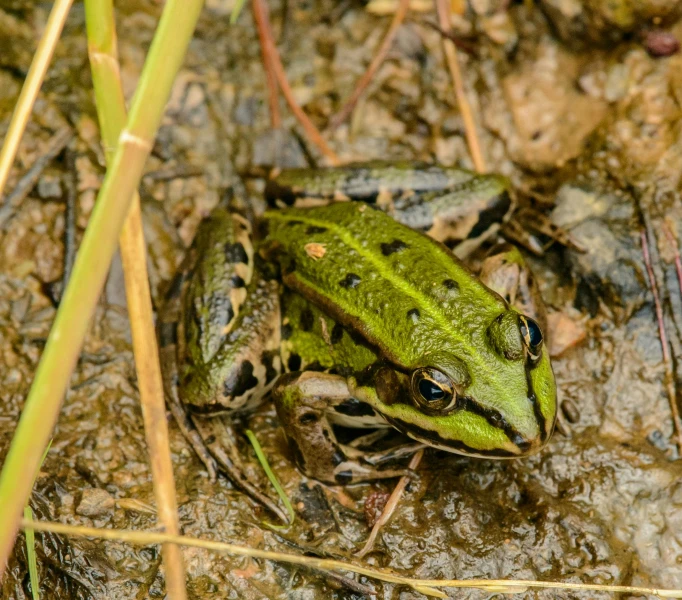 the frog is in the water near a plant