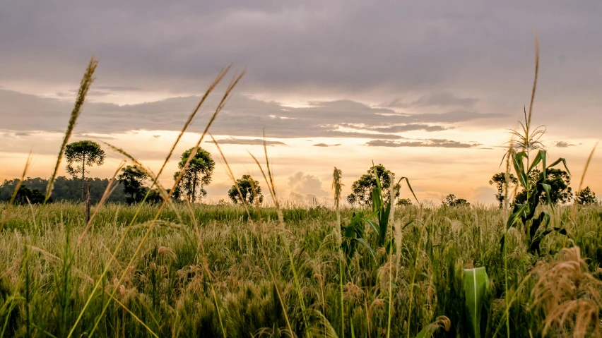 some grass and clouds in the sky at sunset