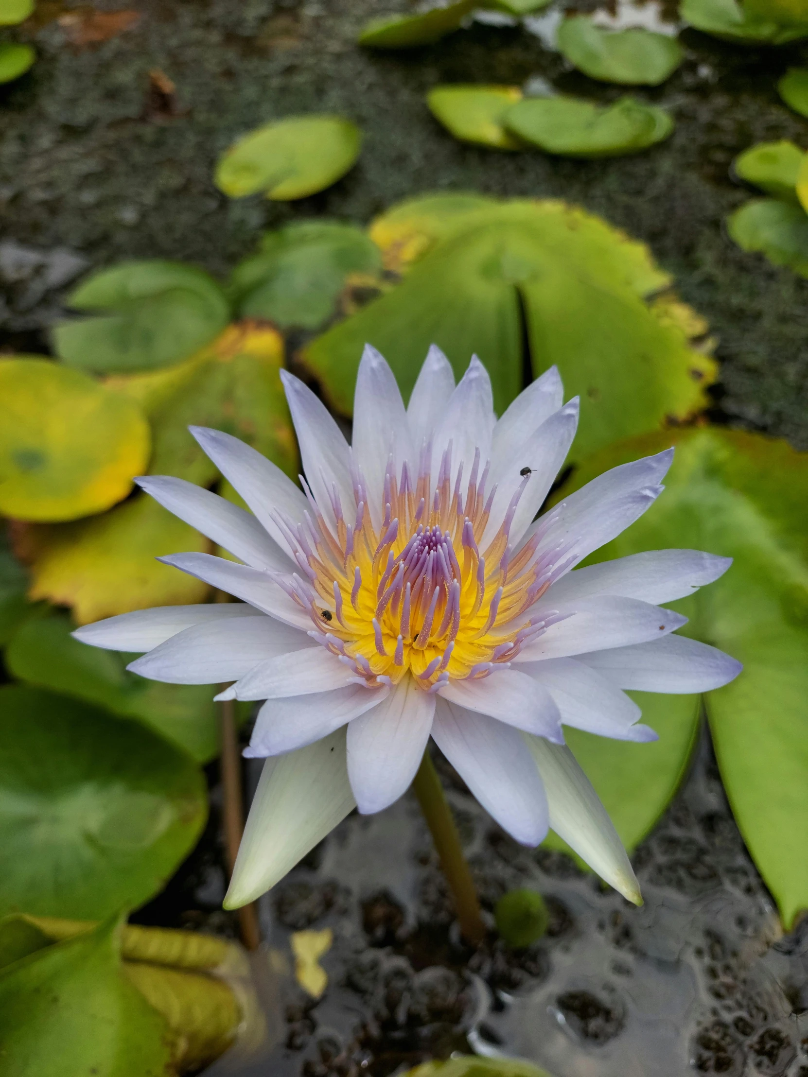 there is a blue flower with yellow petals in the middle