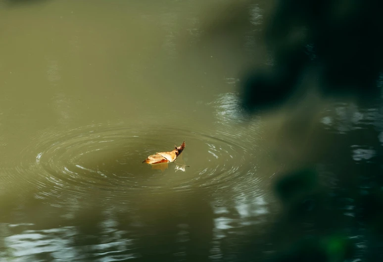 a bird is flying in the air while on a pond