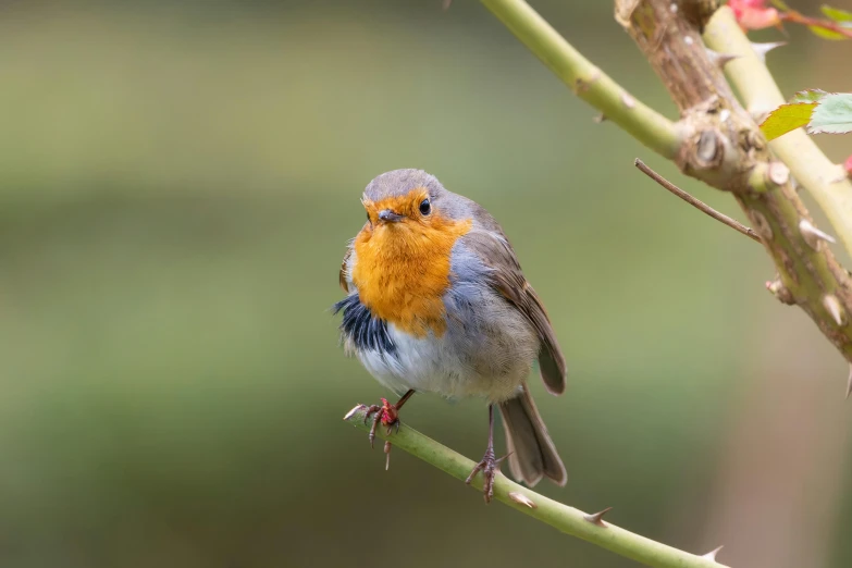 a small blue bird sits on a green nch