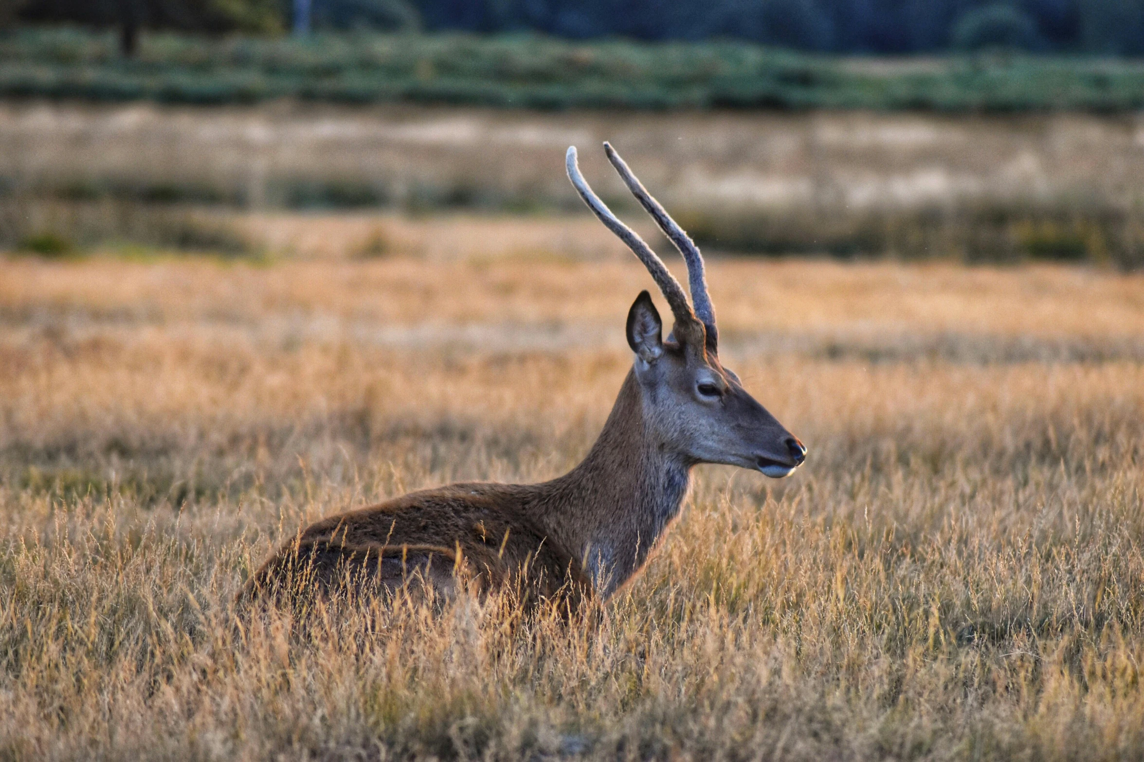 a young deer lying down in a grassy field