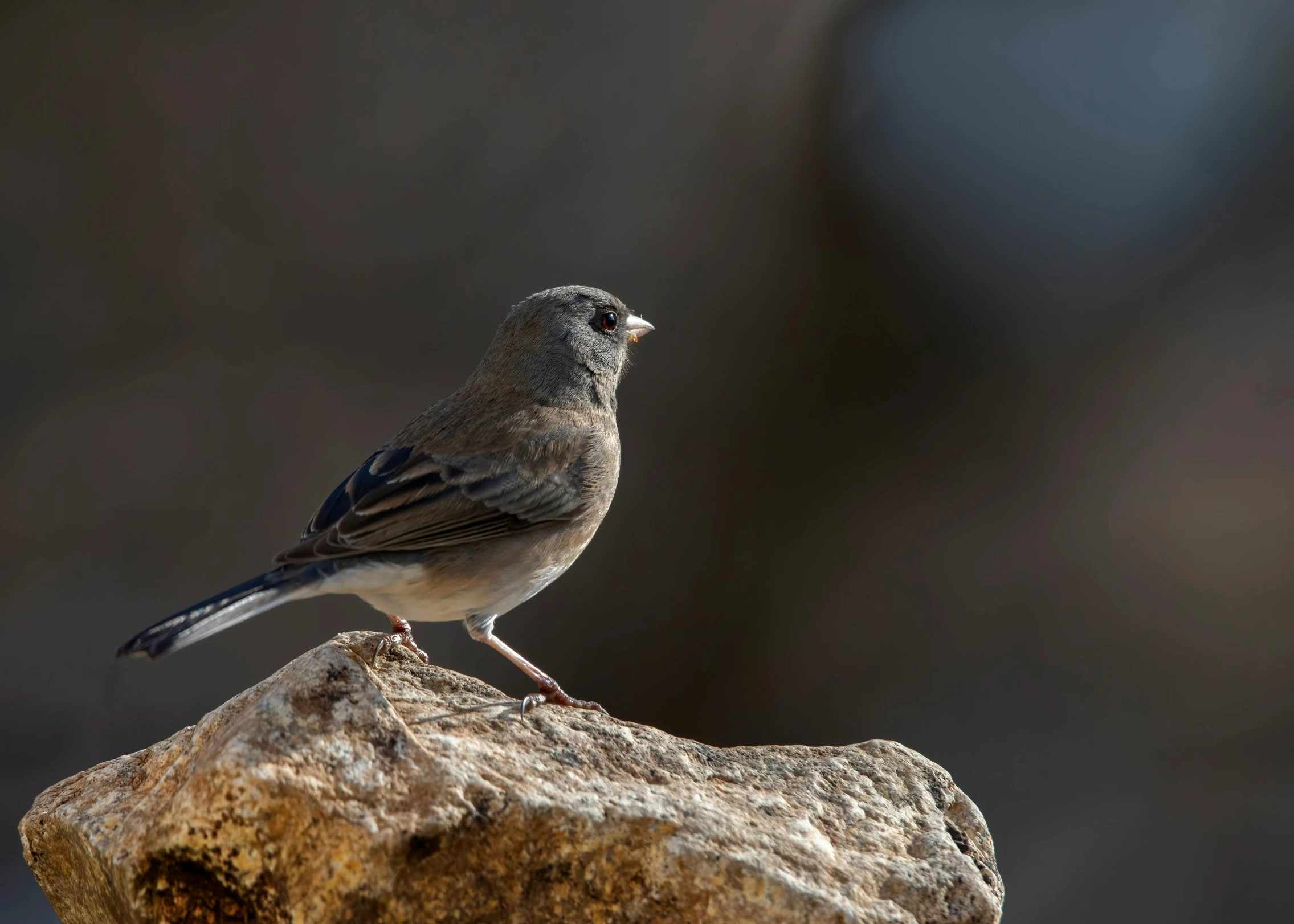 the bird is standing on the rock by himself