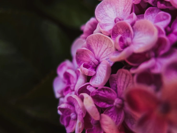 closeup of purple flowers against a green background