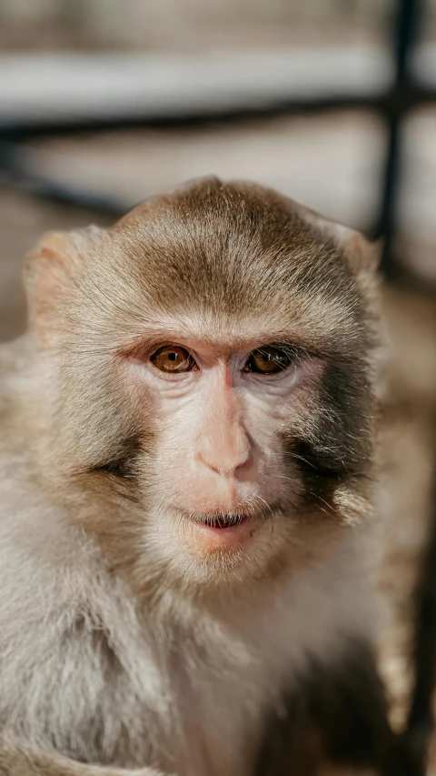 a monkey that is looking at the camera