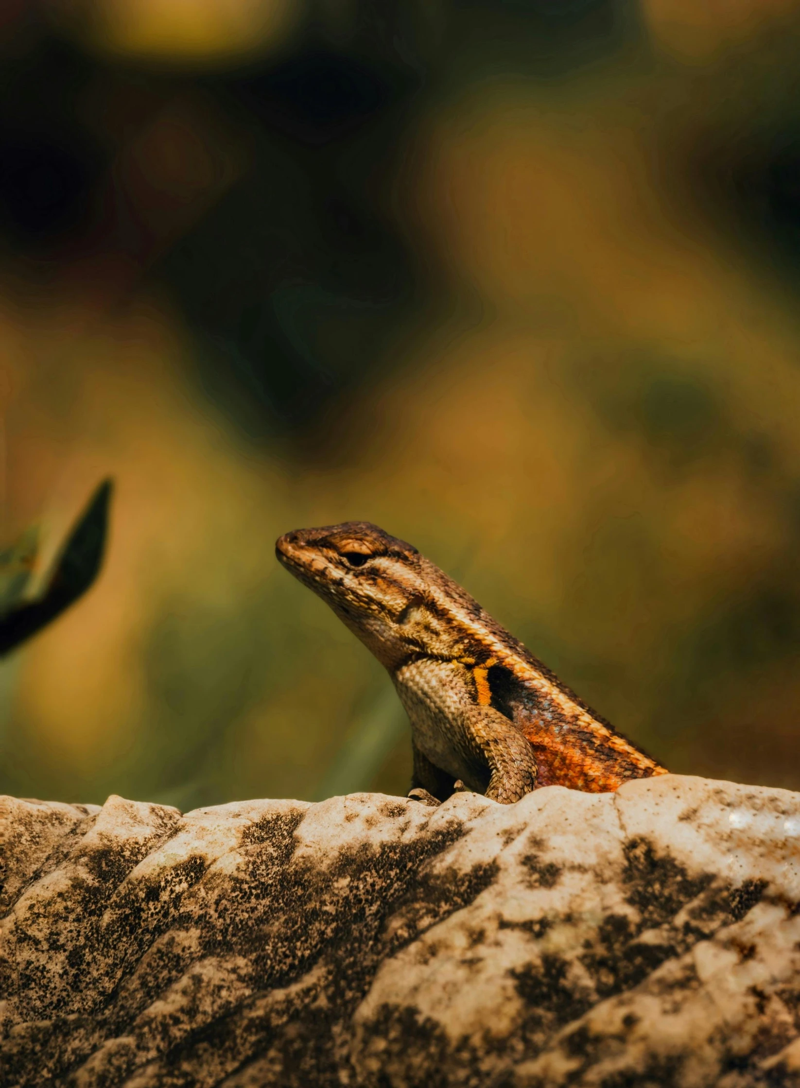 small lizard on a rock with green plants in background