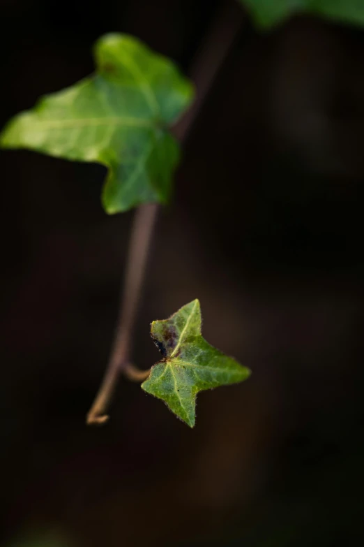 the small leaf is very thin and on the stem