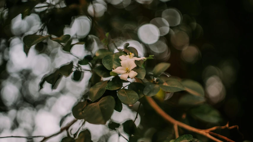 white flowers are blooming on the tree nch