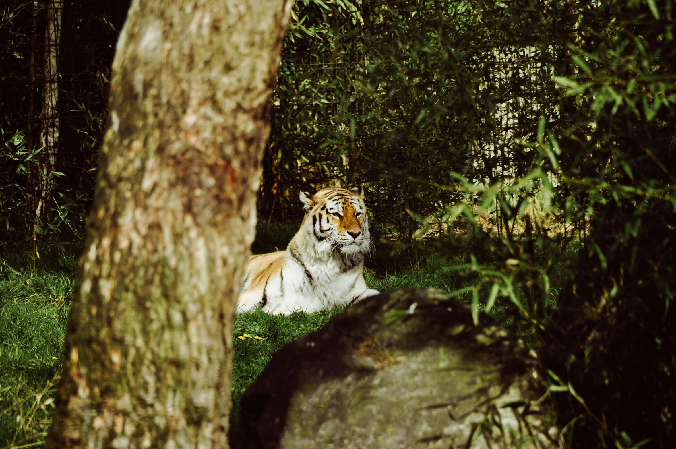 a tiger laying in the shade between a group of trees