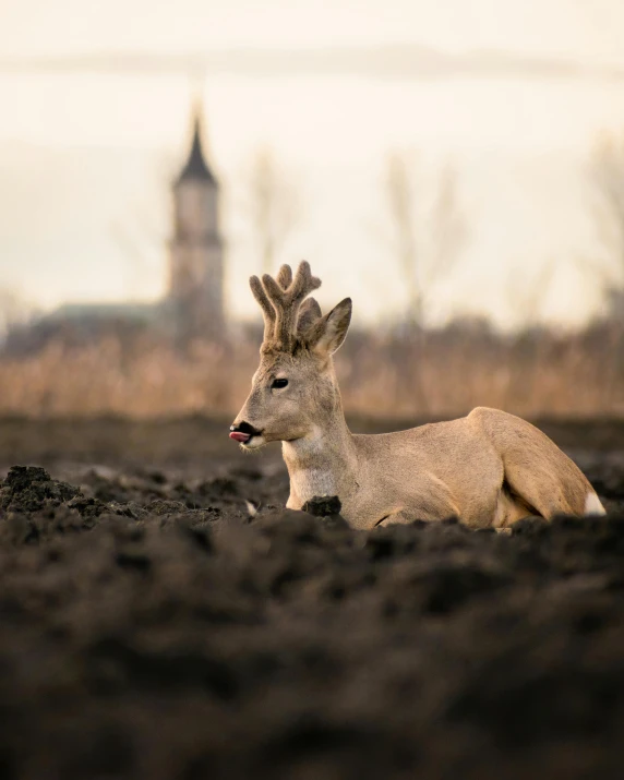 a deer laying in a field next to a church steeple