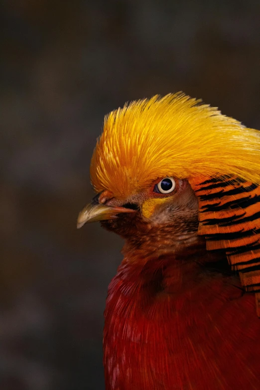 a red bird with yellow feathers and a black background