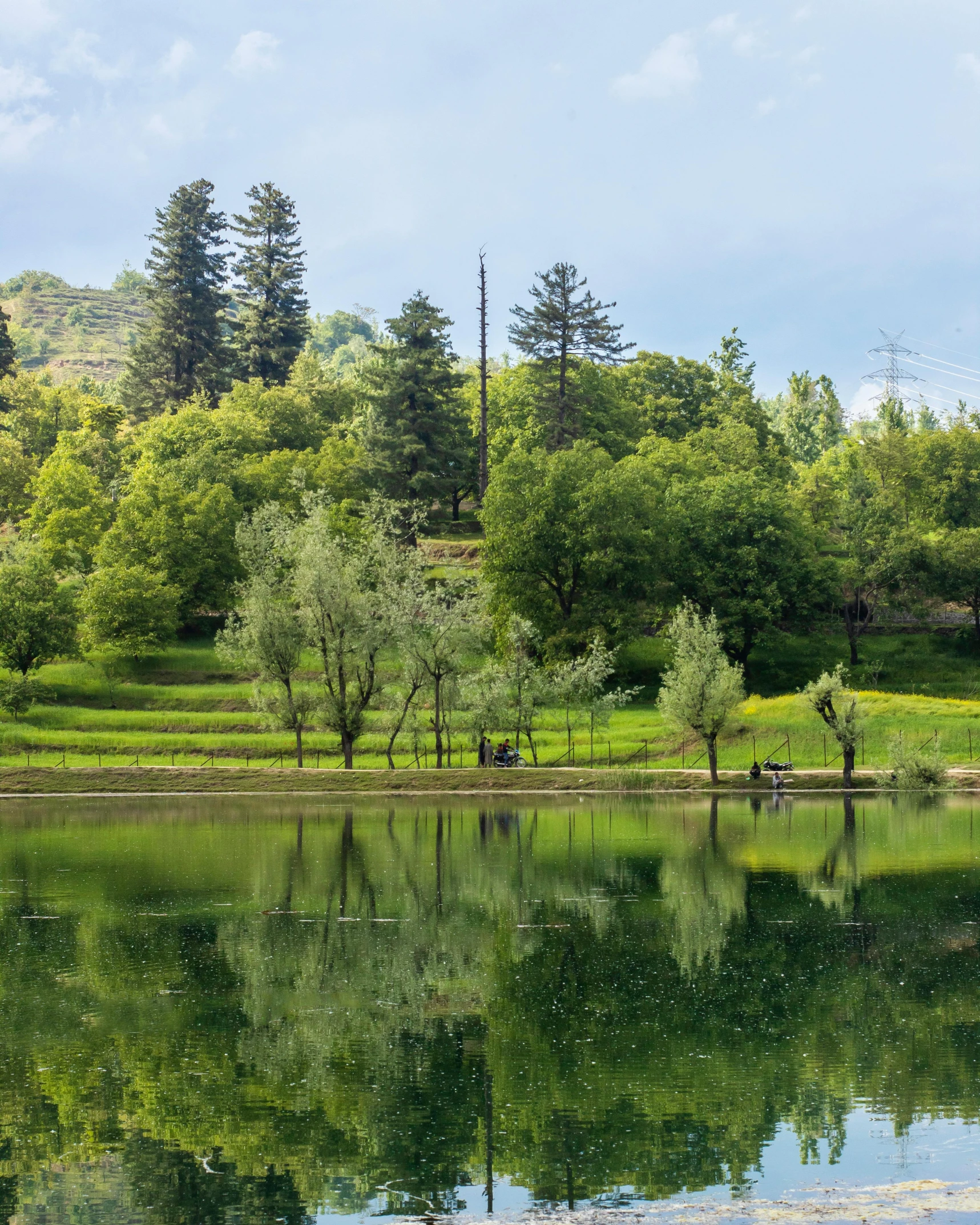 the beautiful park is on a very green day