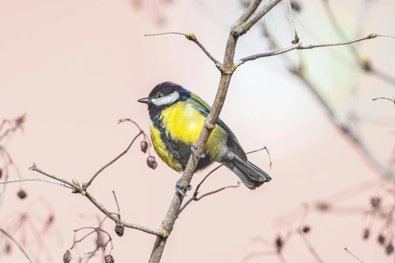 a yellow and black bird perched on top of a tree nch