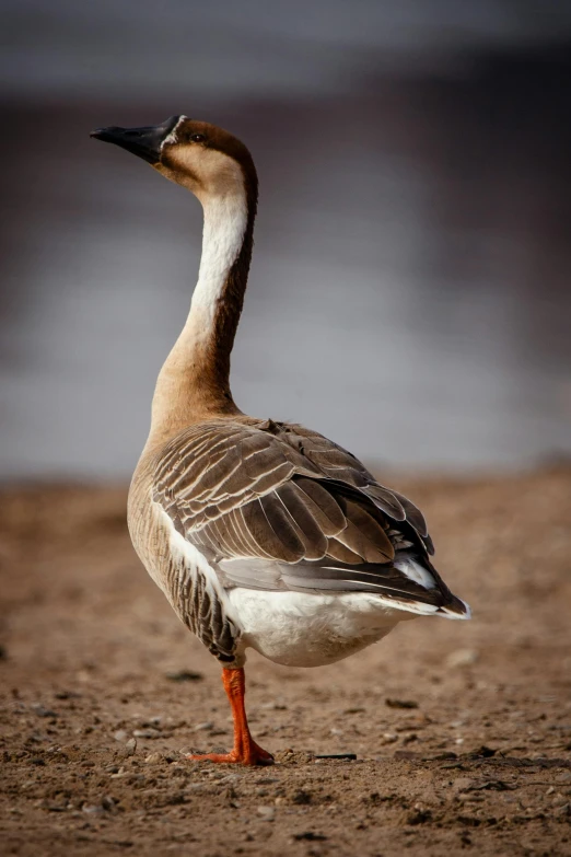 a duck standing on top of a sandy ground