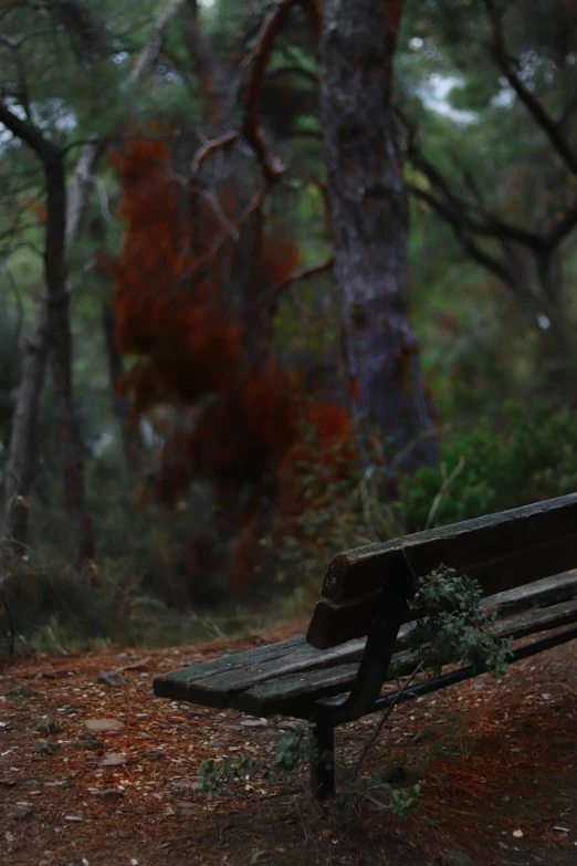 a bench is located in the middle of a wooded area