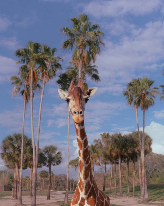 a giraffe is standing in the sand with palm trees in the background