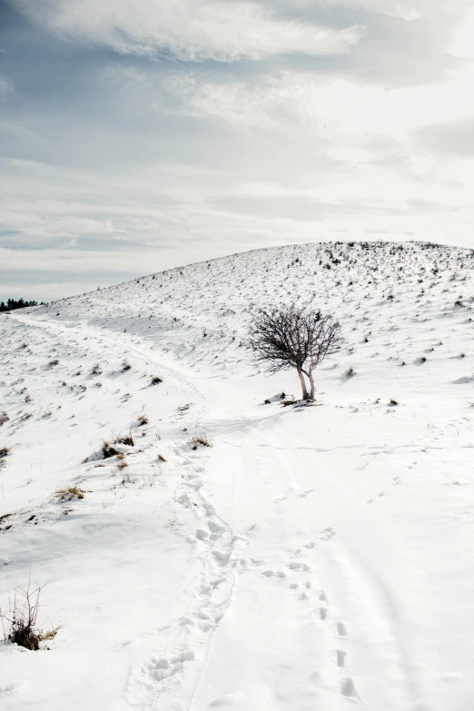 an outcropping hill near the ground with a lone tree