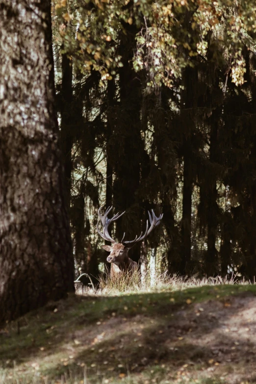 a deer that is standing in the grass