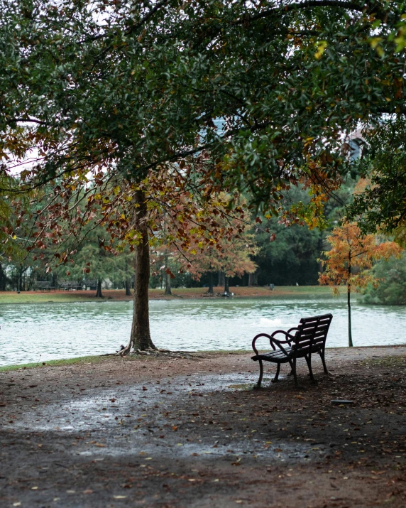 the benches are facing the lake, under a tree